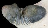 Paralejurus Trilobite Fossil - Foum Zguid, Morocco #53525-1